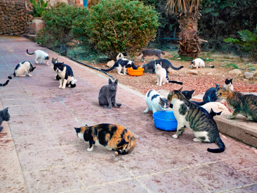 Gatti cortile che mangiano dalle scodelle