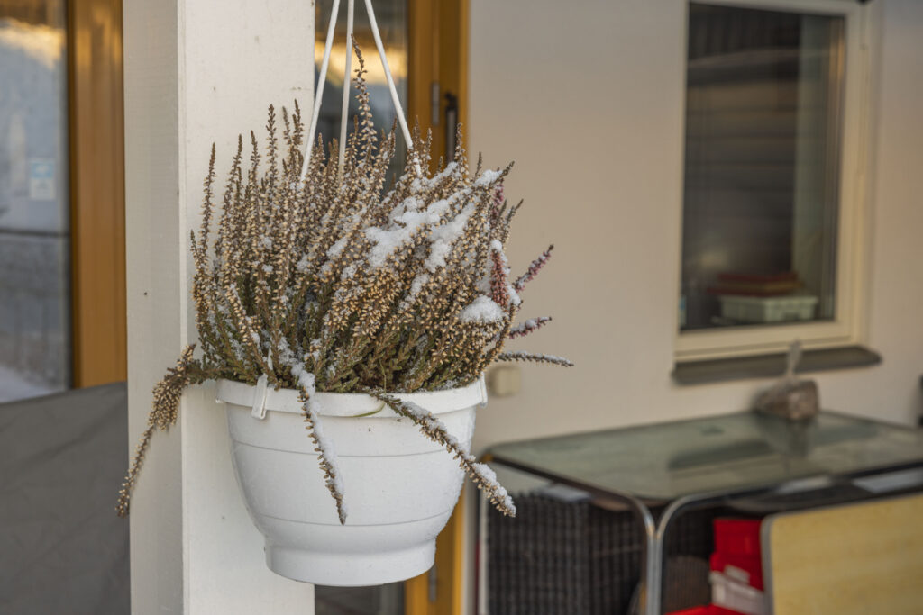 pianta di lavanda in balcone in inverno