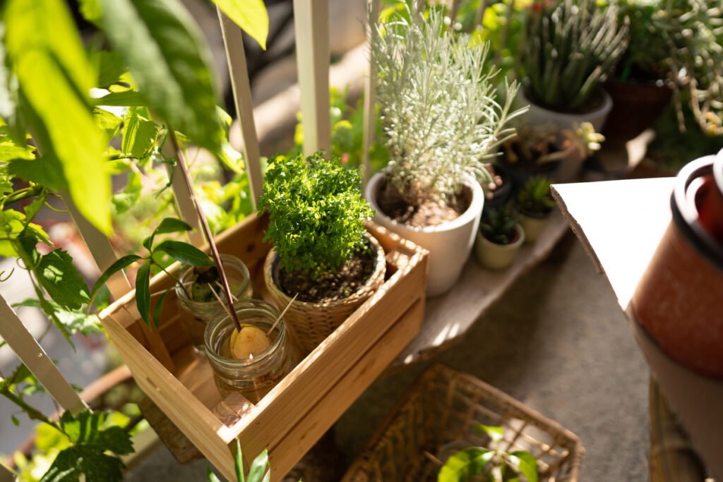 piante aromatiche sul balcone