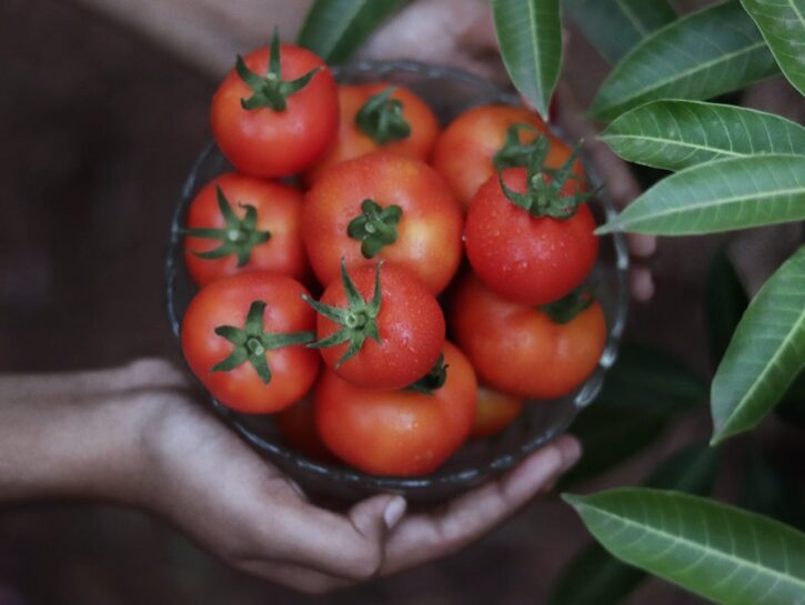 Come conservare i pomodori appesi