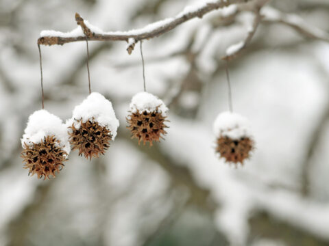 Gelo, pioggia e neve: il colpo di coda dell’inverno