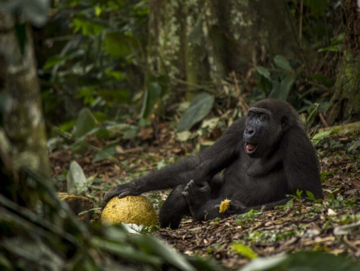 Wildlife Photographer The good life