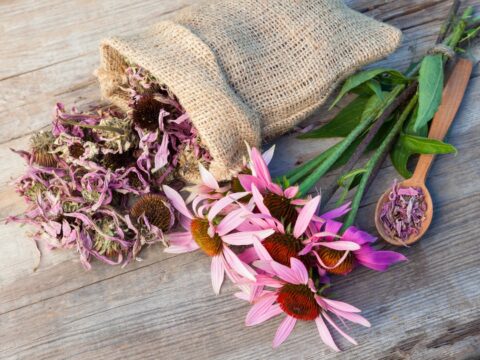 Echinacea: proprietà, benefici e utilizzi per il benessere