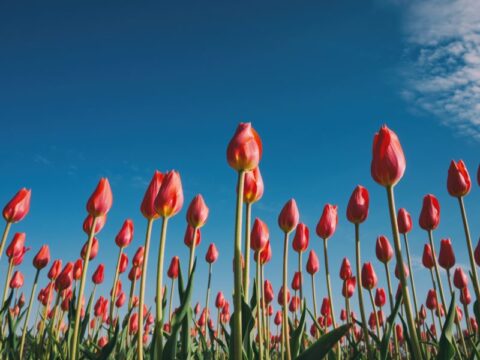 Fiori a primavera