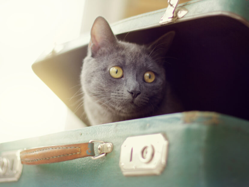 viaggiare col gatto