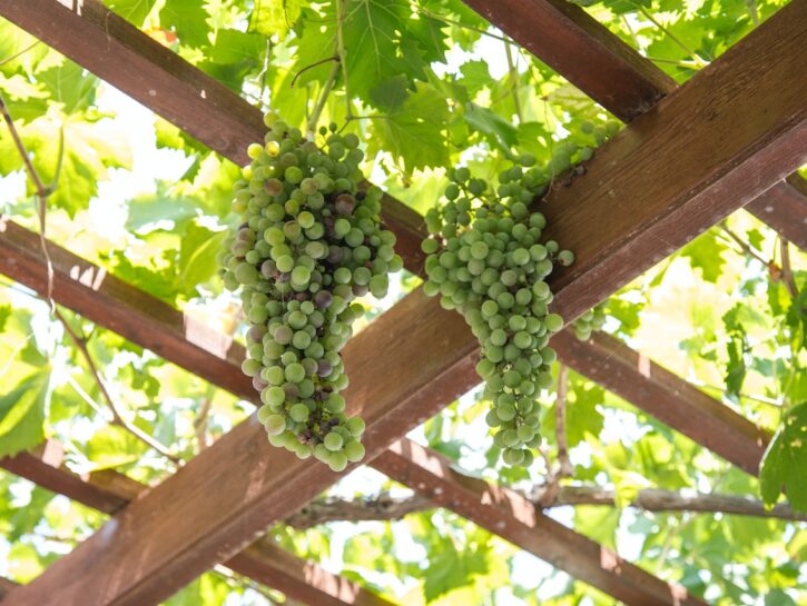 Come fare un pergolato di uva