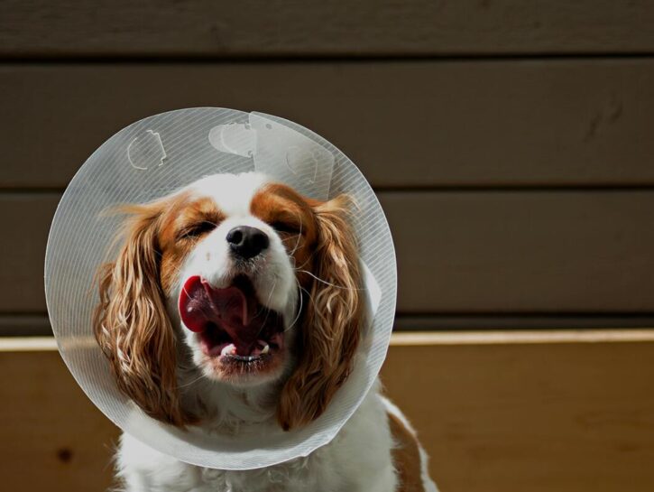 Come mettere il collare elisabettiano al cane