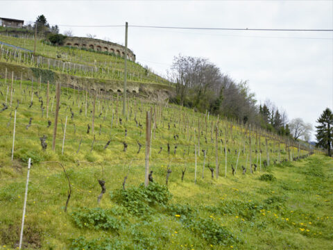 Azienda agricola Gatti Piero