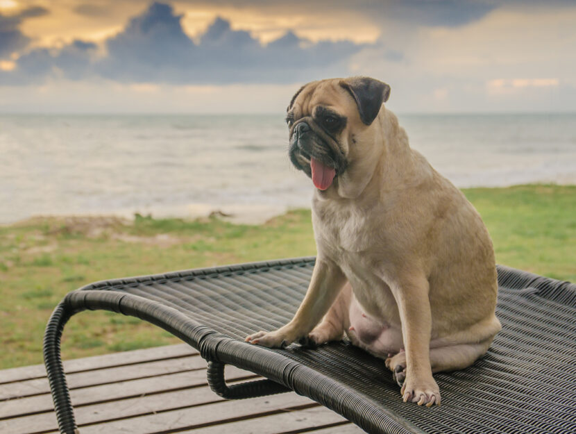 spiagge cani