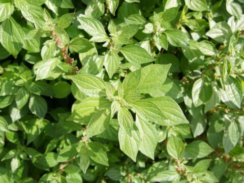Erba parietaria o erba vetriola: proprietà, usi e benefici