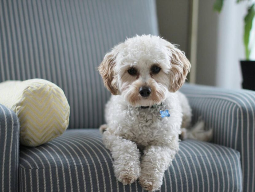 Come mettere il microchip al cane
