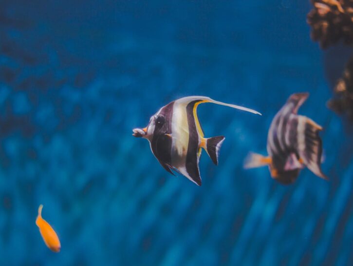 Come migliorare la circolazione dell'acqua in acquario