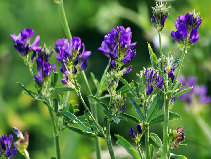 erba medica