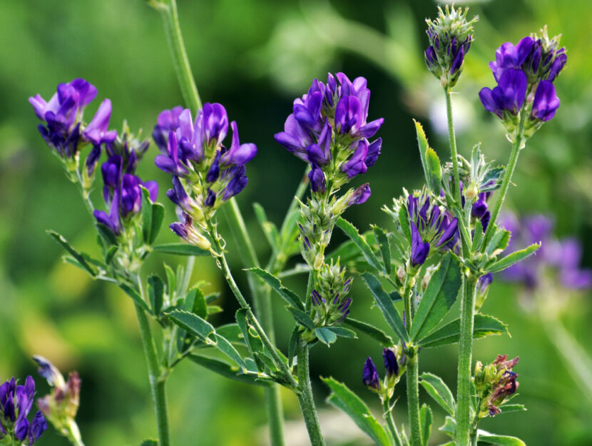 erba medica
