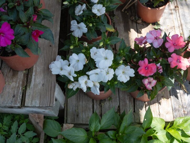 5 fiori che fioriscono tutta l'estate