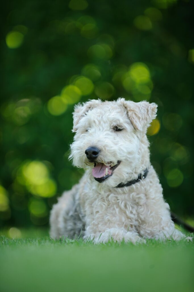 mettere il microchip al cane