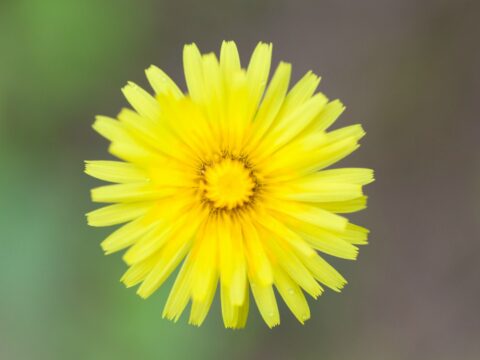 Pilosella: proprietà, usi e benefici di un drenante naturale
