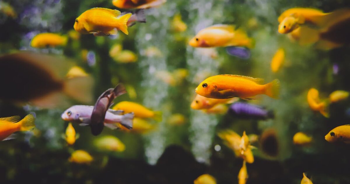 Come eliminare le alghe nere dall'acquario - Donna Moderna