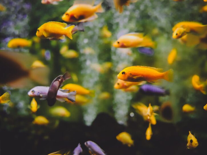 Come eliminare le alghe nere dall'acquario