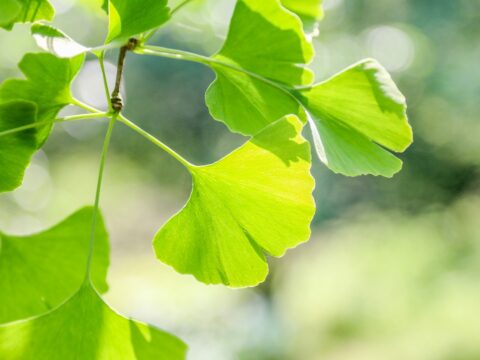 Ginkgo biloba, elisir di lunga vita