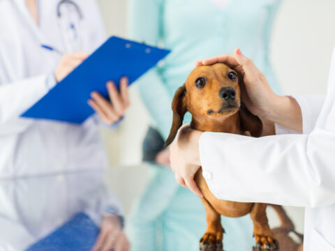 Quanto sono cari i farmaci per cani e gatti!