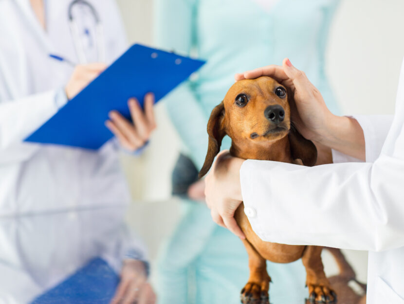 Cane dal veterinario