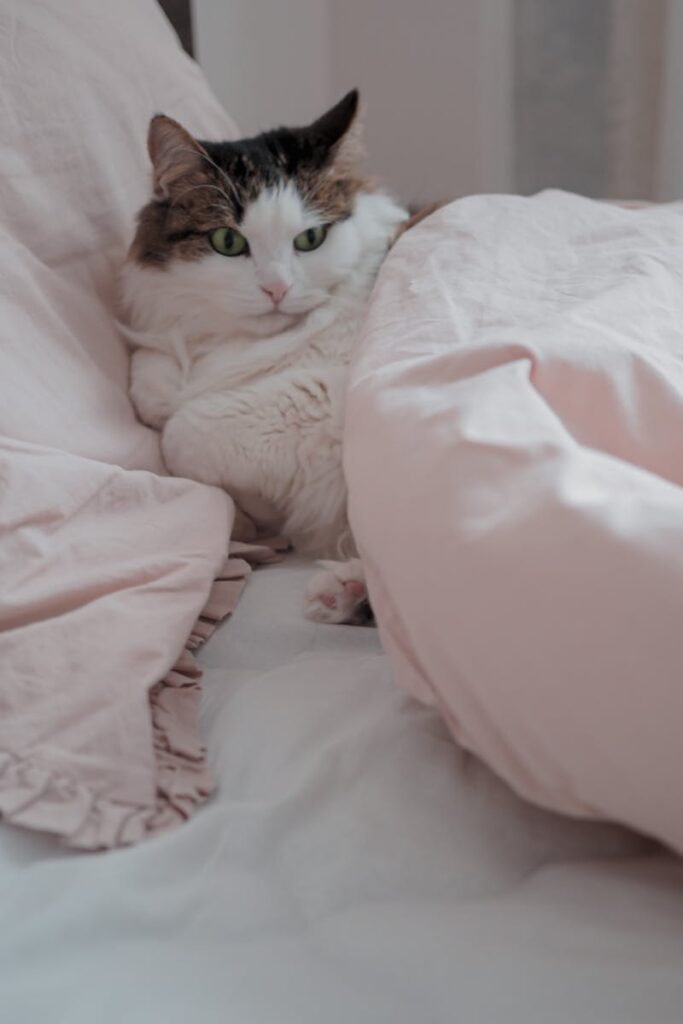 gatto dentro il letto sotto le coperte