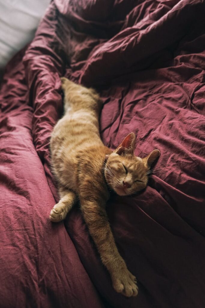 gatto sdraiato sul letto su coperta viola