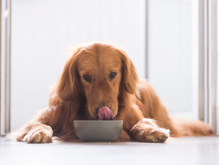Cibi che i cani possono mangiare d'estate