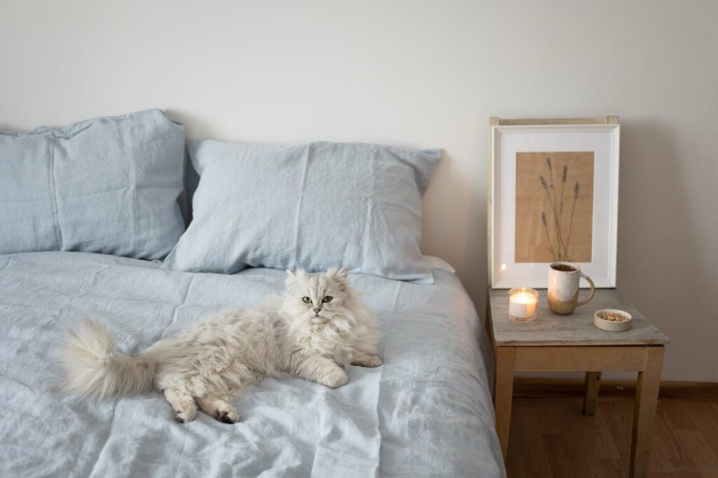 gatto sdraiato sul letto