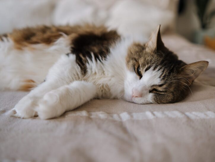 Dalla copertina alla cuccia: come difendere il gatto dalle basse temperature