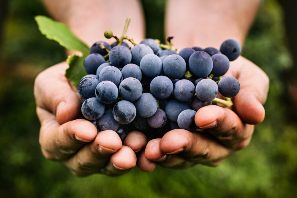 Scegliere e cucinare l'uva: proprietà, varietà, calorie