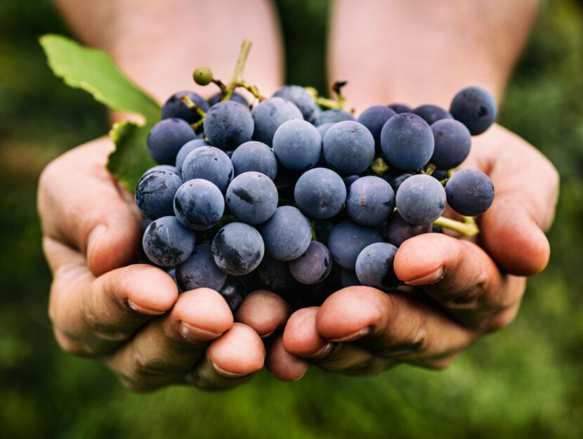 Scegliere e cucinare l'uva: proprietà, varietà, calorie
