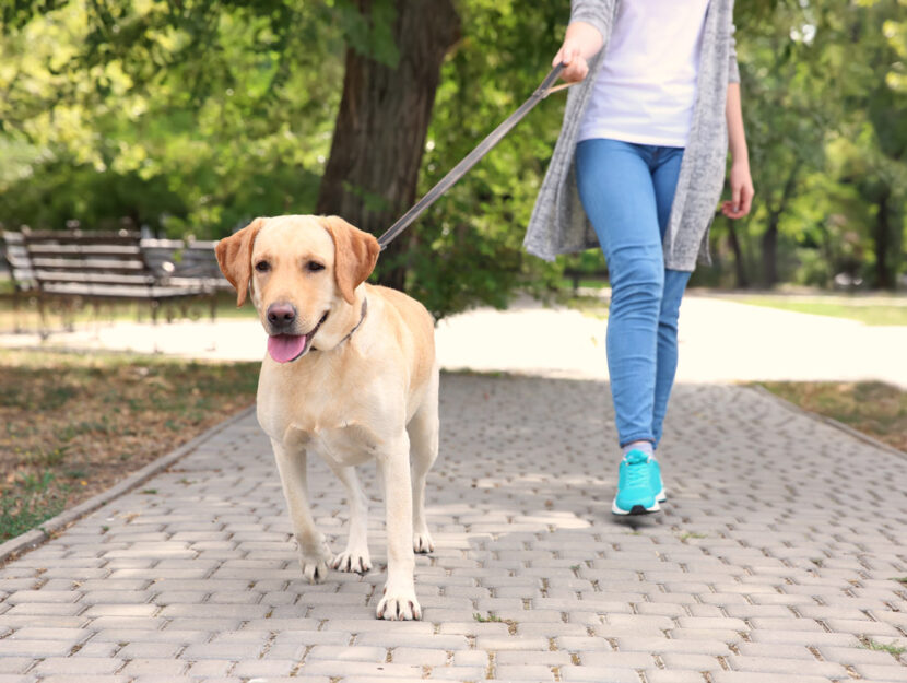 Cane padrone parco donna