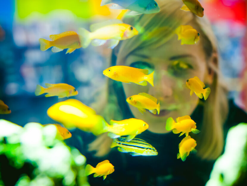 Donna acquario pesci gialli