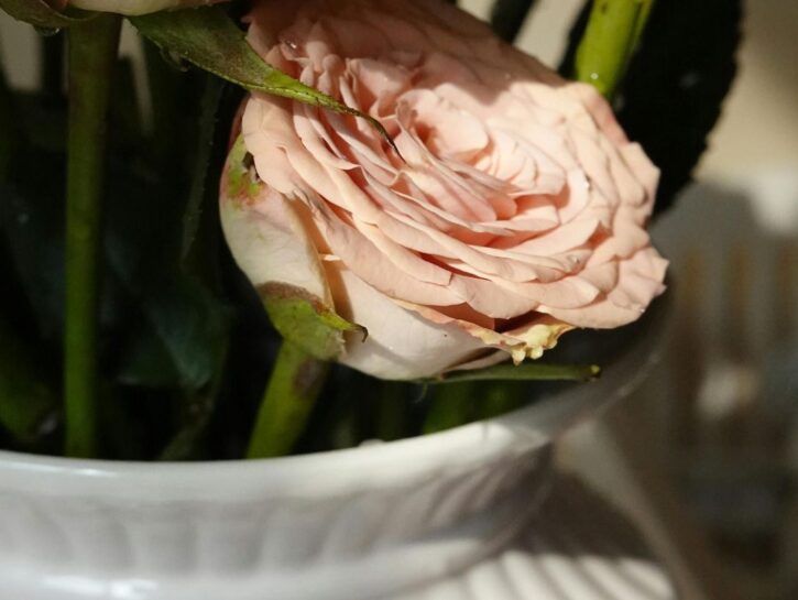 Come far durare le rose dentro il vaso