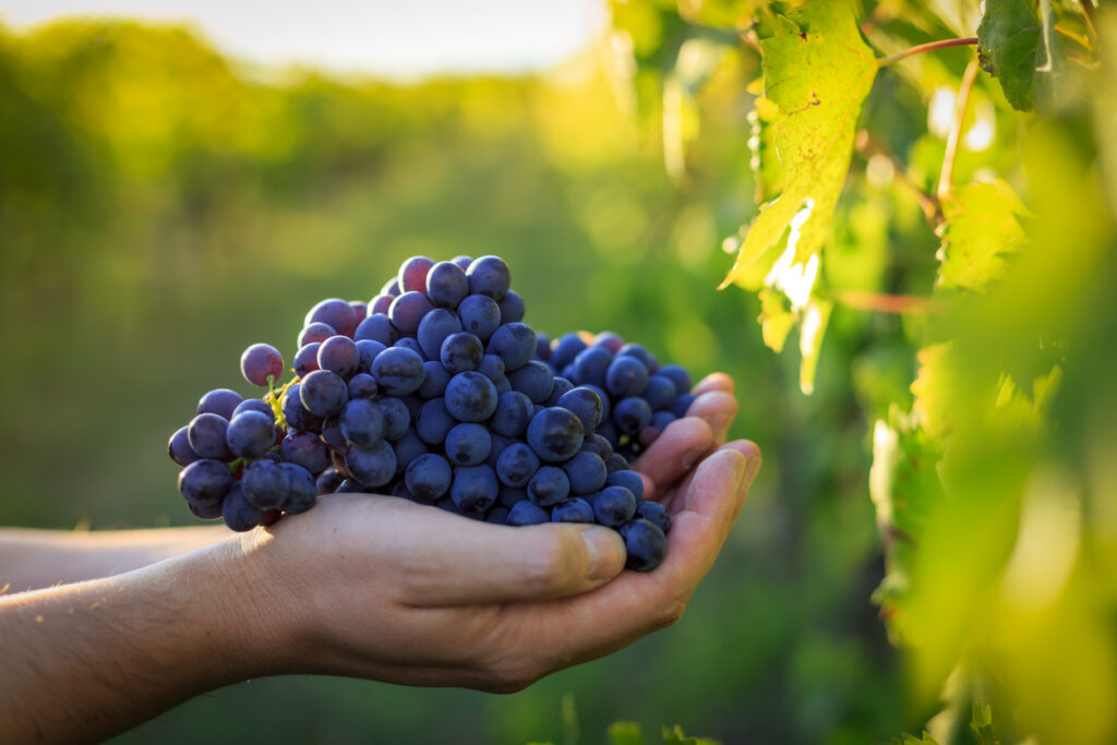 Tutti i benefici e le proprietà dell’uva