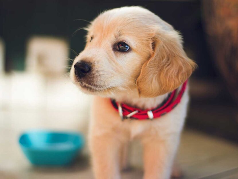 Cane
