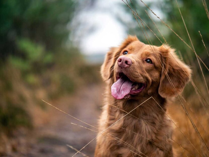 Cane