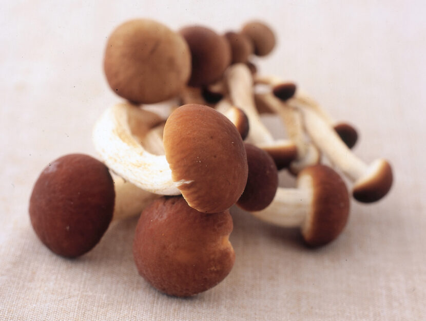 Funghi chiodini
