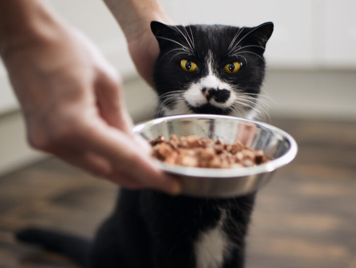 L'alimentazione del gatto in estate