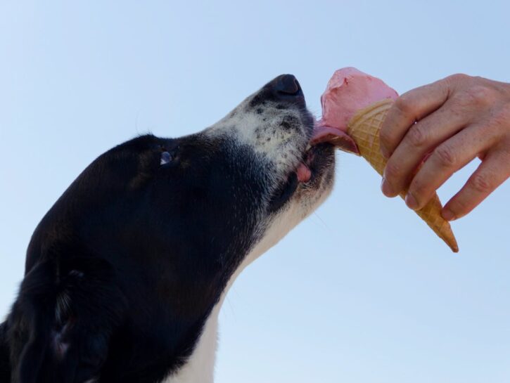 Come preparare gelati e ghiaccioli per cani