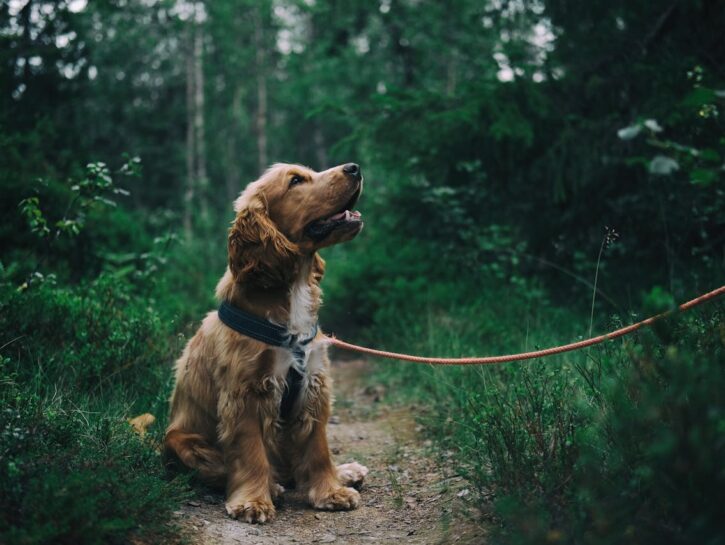 Come trattare il colpo di calore nel cane