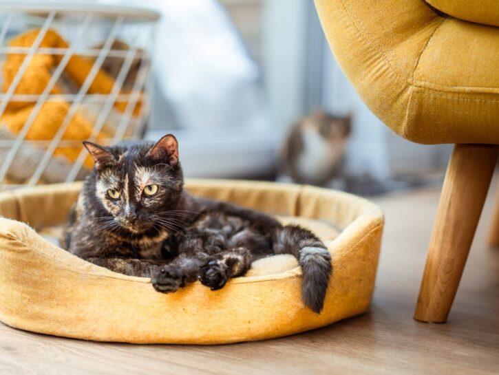 Come rinfrescare la cuccia del gatto