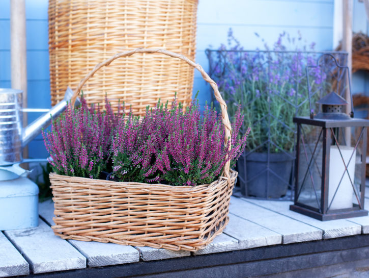 Ecco i fiori invernali da mettere in balcone