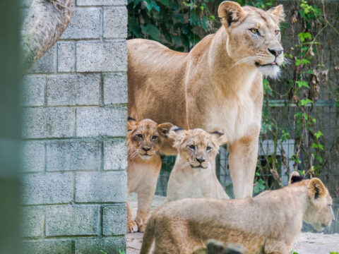 Zoo al Maglio, esperienza unica per tutta la famiglia