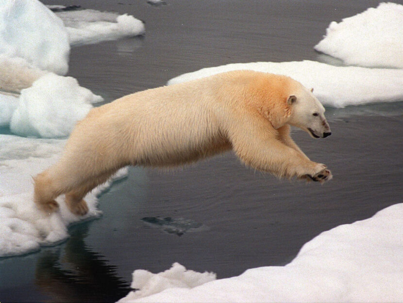 Un orso salta sul ghiaccio nel mare glaciale artico