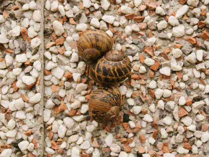 Come costruire un terrario per lumache