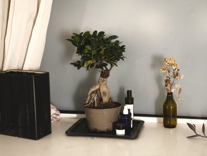 Bonsai: come coltivare pazienza e bellezza con la cura quotidiana