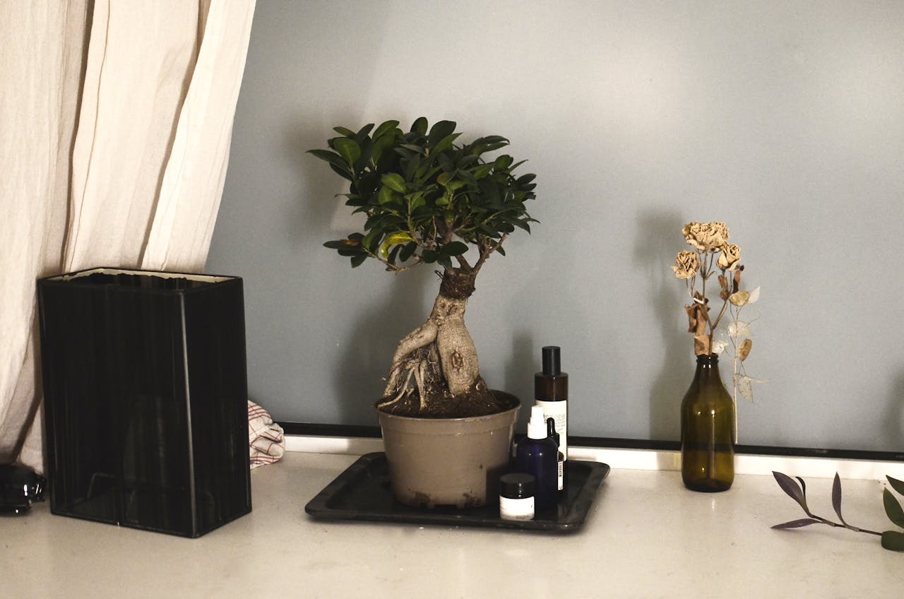 Guida facile su come curare un bonsai - Donna Moderna